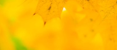 Sarı akçaağaç yaprakları bulanık bir arkaplanda. Akçaağaç yapraklı sonbahar arkaplanı. Yaratıcı duvar kağıtları. Boşluğu kopyala