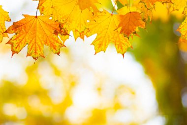 Sarı akçaağaç yaprakları bulanık bir arkaplanda. Akçaağaç yapraklı sonbahar arkaplanı. Yaratıcı duvar kağıtları. Boşluğu kopyala