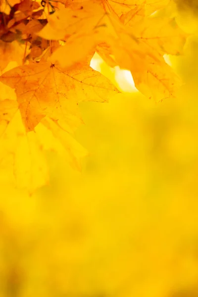 背景がぼやけている黄色のカエデの葉 紅葉と秋の背景 創造的な壁紙 スペースのコピー — ストック写真