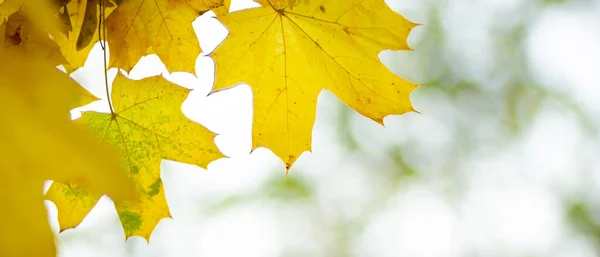 Желтый Клен Листья Размытом Фоне Осенний Фон Кленовыми Листьями Творческие — стоковое фото
