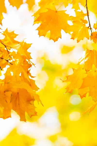 背景がぼやけている黄色のカエデの葉 紅葉と秋の背景 創造的な壁紙 スペースのコピー — ストック写真