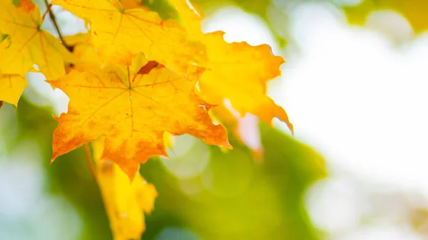 Gelbe Ahornblätter Auf Verschwommenem Hintergrund Herbst Hintergrund Mit Ahornblättern Kreative — Stockfoto