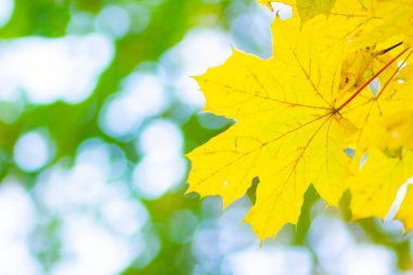 Akçaağaç yaprakları bulanık bir arkaplanda. Sarı akçaağaç yapraklı sonbahar arkaplanı