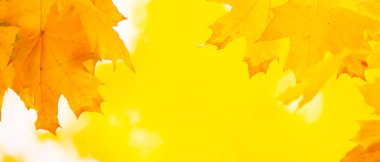 Akçaağaç yaprakları bulanık bir arkaplanda. Sarı akçaağaç yapraklı sonbahar arkaplanı