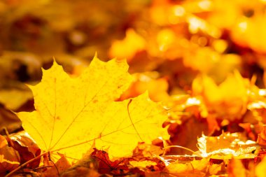 Akçaağaç yapraklı sonbahar arkaplanı. Sarı akçaağaç yaprakları bulanık bir arkaplanda. Boşluğu kopyala