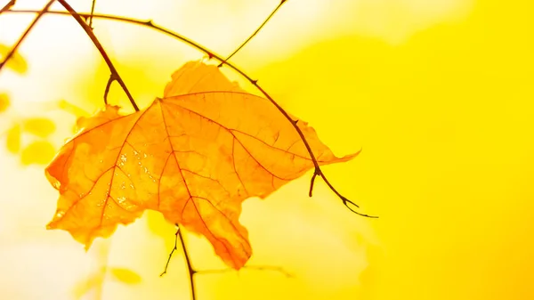 Autumn background with maple leaves. Yellow maple leaves on a blurred background. Copy space