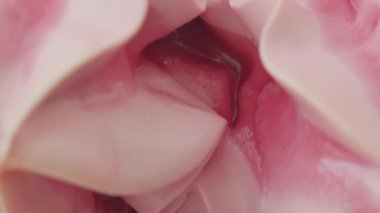 Kremsi desenli Çilekli Dondurma Kepçesi Yakın plan Çekim