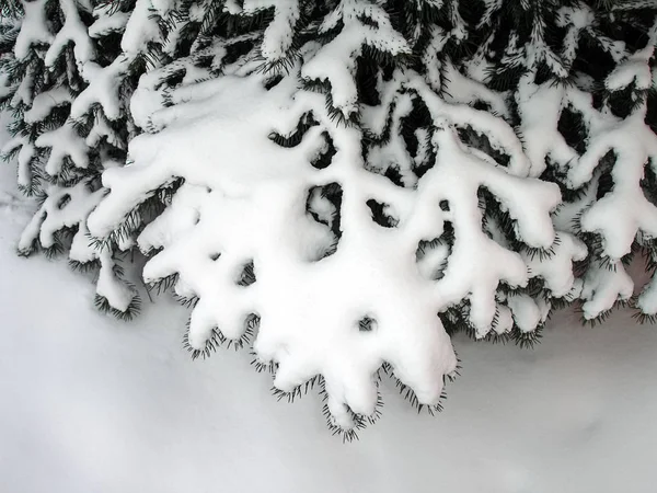Сосновые Ветви Снегу — стоковое фото