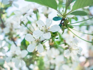 Baharda çiçek açıyor. Ağaç clos üzerinde güzel beyaz çiçekler