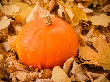 renkli sonbahar yaprakları üzerinde küçük turuncu kabak