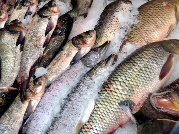 sea fresh red white fish salmon on ice