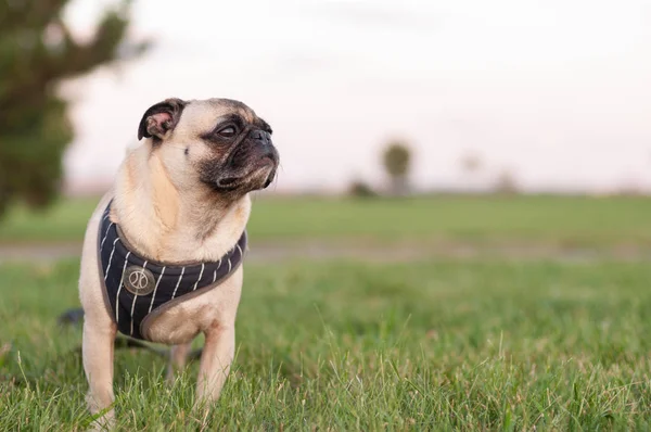 Pug ayakta çim emniyet kemeri takıyor portre