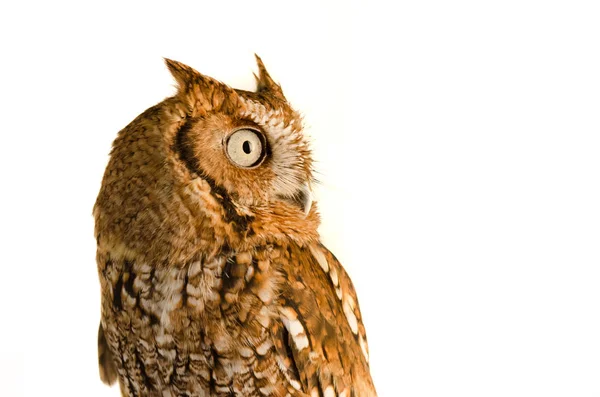 Östra Skärmen Owl Megascops Asio Stående Vit Bakgrund Stockfoto