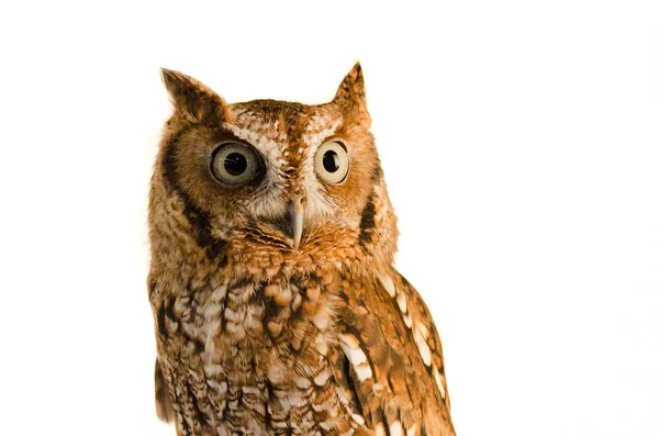 Östra Skärmen Owl Megascops Asio Stående Vit Bakgrund Stockfoto