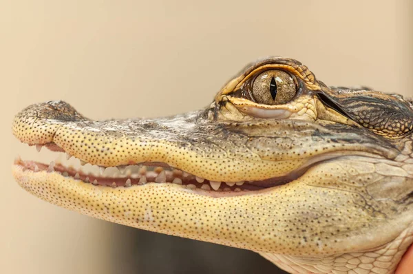 Gemensamma Kajman Caiman Crocodilus Alligator Som Närbild Mun Och Öga Royaltyfria Stockbilder