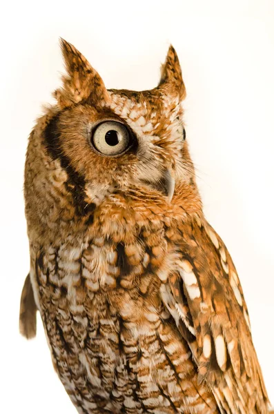 Östra Skärmen Owl Megascops Asio Stående Vit Bakgrund Stockbild