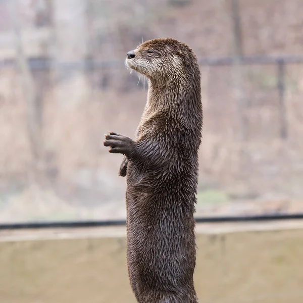 Nordamerikanska Floden Otter Lontra Canadensis Stående Ständiga Sidovy Stockbild