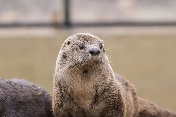 Észak Amerikai Folyami Vidra Lontra Canadensis Portré Fej Jogdíjmentes Stock Fotók