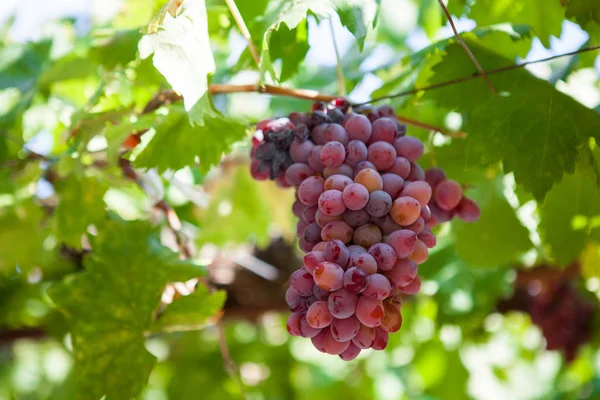 Cabernet Sauvignon kırmızı şarap Bordeaux üzüm bağı Fransa.