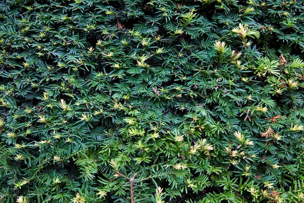 Green Leaves Wall Background — Stock Photo, Image