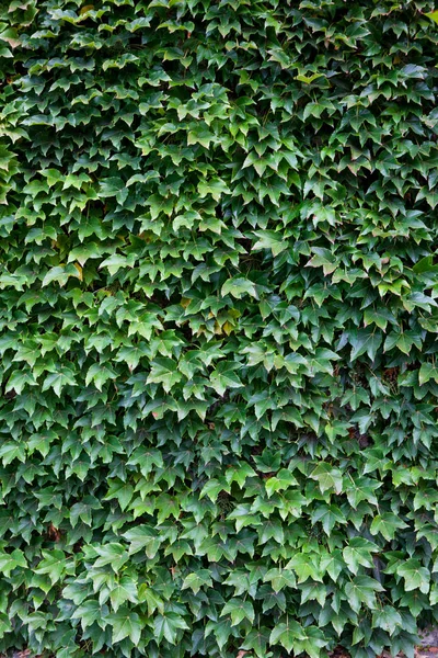 Green Leaves Wall Background — Stock Photo, Image