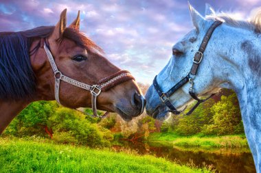 İki güzel beyaz at