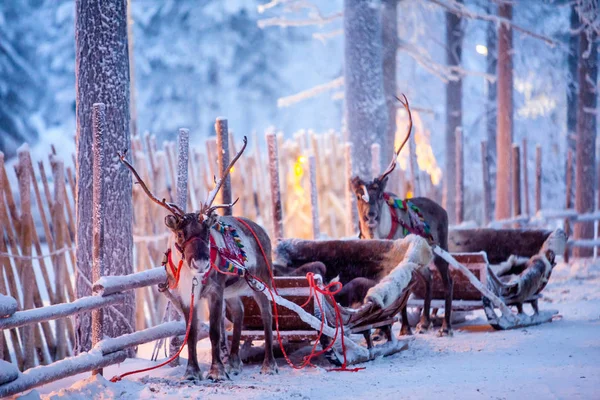 Ren geyiği ile kızak Rovaniemi, Lapland, Finlandiya ormanında kış