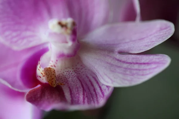 Close up photo of orchid — Stock Photo, Image