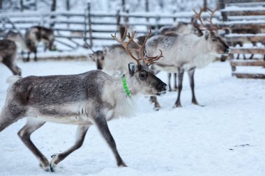 Yamal Yarımadası, Sibirya. Kışın ren geyiği sürüsü, soğuk bir kış gününde en iyi otlaklar için kutup dairesinin yakınındaki tundrada göç eder..