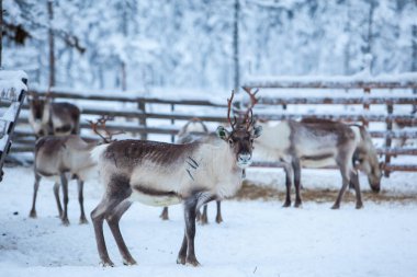 Ren geyiği sürüsü, kışın, Laponya, Kuzey Finlandiya