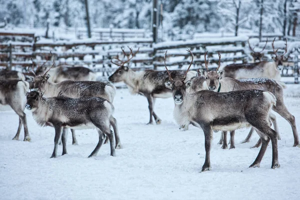 Rentierherde, im Winter, Lappland, Nordfinnland — Stockfoto