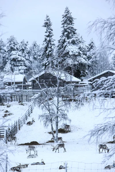 Rénszarvas, téli hó erdő finn számi telepen, Rovaniemi, Finnország, Lappföldön karácsonykor. Az északi sarkvidék pólus. — Stock Fotó