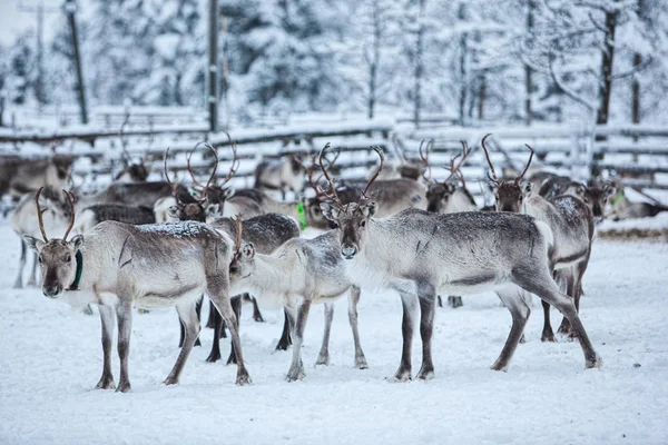 Troupeau de rennes, en hiver, Laponie, Finlande du Nord — Photo