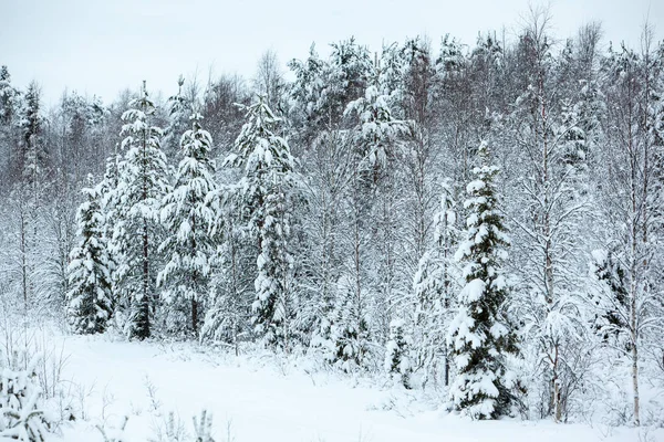 Koude en besneeuwde winter in Lapland — Stockfoto