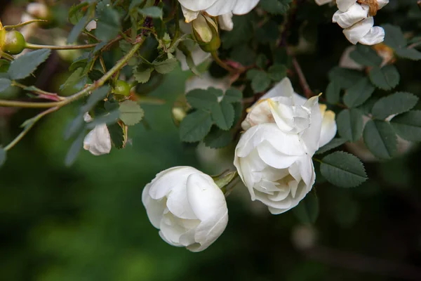 Weiße Hagebuttenblüten aus nächster Nähe im Garten — Stockfoto