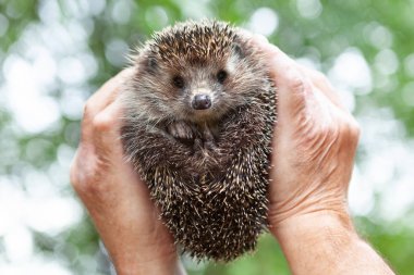 Bir kirpi yakın çekim yüzü , bulanık bir doğal arka plan üzerinde izole. Bir erkek el yeşil ağaçların arka plan karşı sevimli dikenli Avrupa kirpi tutar