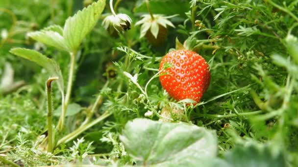 Fraise fraîche mûre est cueillie à partir d'une main d'enfant — Video