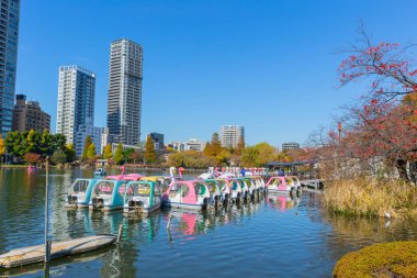 Ueno Park en popüler kamu yeşil alan lake orta 8.800 ağaçlar ve sakura baharda çiçek 1873 yılında kurulan Tokyo pedal tekneler ile rahatlayın. Kasım 2017., Tokyo Japonya.