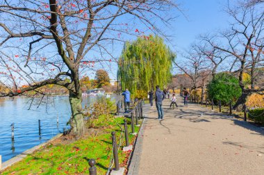 Ueno Park is most popular public relax green space lake with pedal boats in central of Tokyo established in 1873 with 8,800 trees and sakura that bloom in spring. November 2017.,Tokyo Japan. clipart