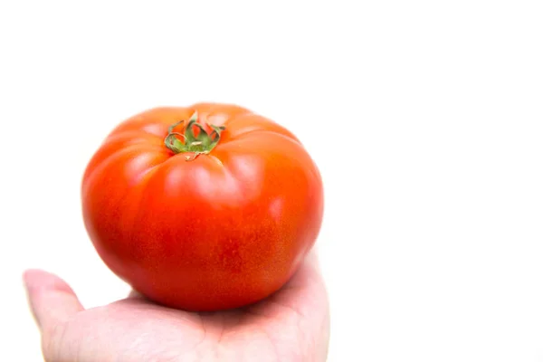 Fresh Tomato Hand White Space Text — Stock Photo, Image