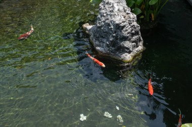 Yeşil su birikintisi koi balık Japon tarzı dekorasyonu ile metin için yer ile