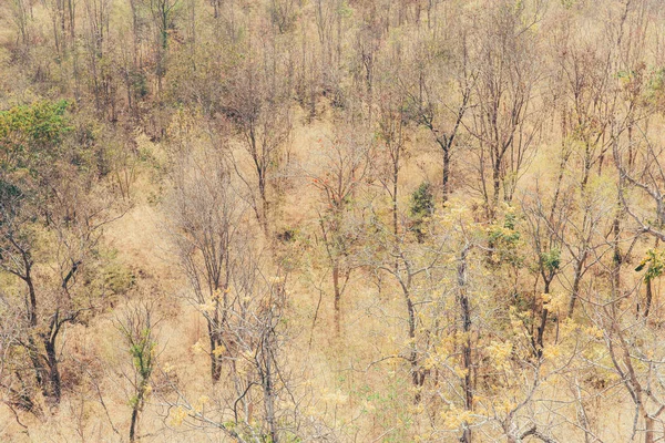 Υποβαθμισμένων Δασικών Ξηρή Άνυδρη Δέντρα Και Γκαζόν — Φωτογραφία Αρχείου