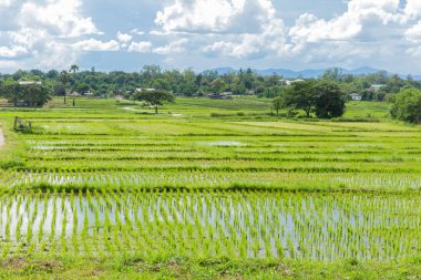 güzel yaz manzara ile pirinç alan Asya ülkede kırsal görünümünün