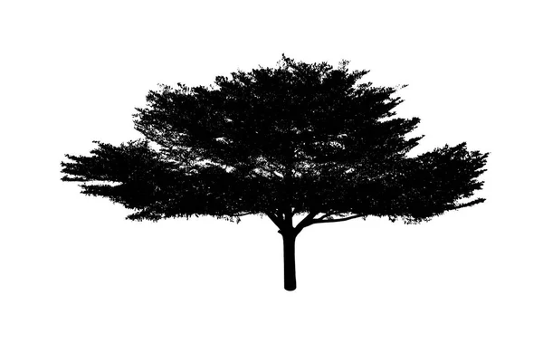 Černý Strom Stínu Silueta Bílém Pozadí — Stock fotografie