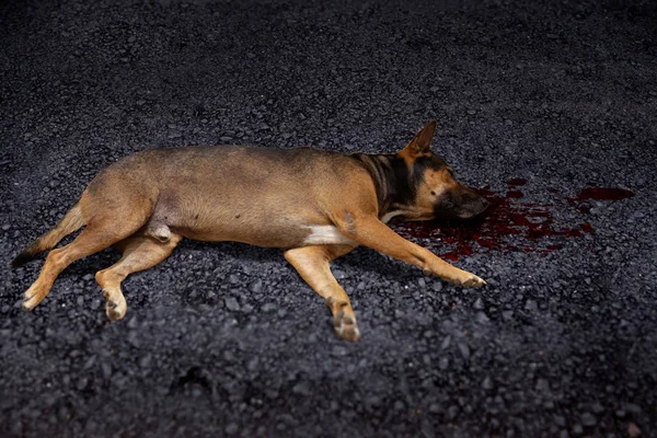 Chien Mort Voiture Heurté Sur Route — Photo