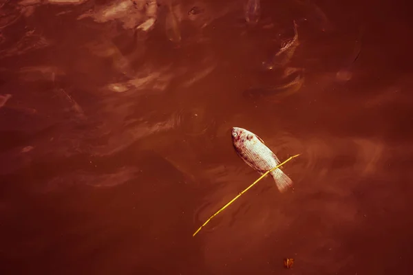 Peixes Mortos Rio Devido Poluição Das Águas Residuais Lago Industrial — Fotografia de Stock