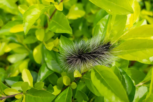 Creepy Insect Black Hairy Caterpillar Long Hair Worm Catch Green — Stock Photo, Image