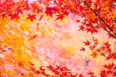 Japonya akçaağaç yaprağı sonbahar sezonu doğa arka planı için