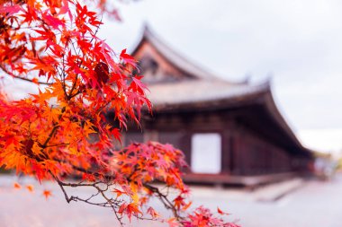 Kırmızı akçaağaç ağaç arka planda Japonya tapınak sonbahar sezon seyahat