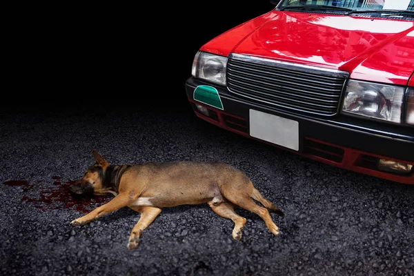 Car Hit Dog Death Road Pets Accident Drive Carefully — Stock Photo, Image